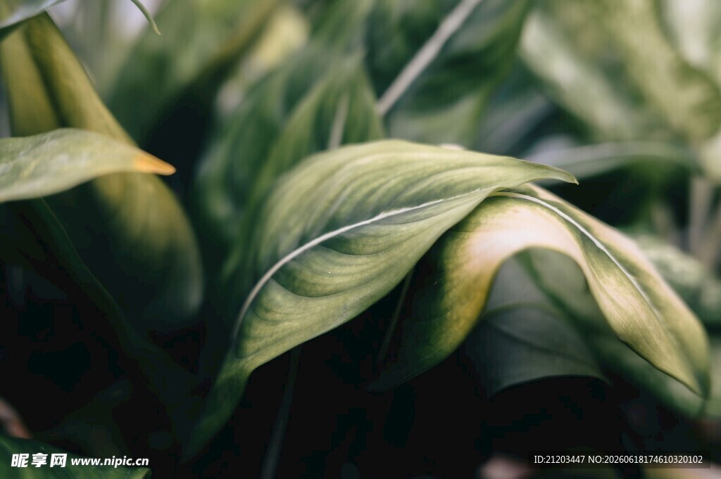 翠绿舒展的植物叶片