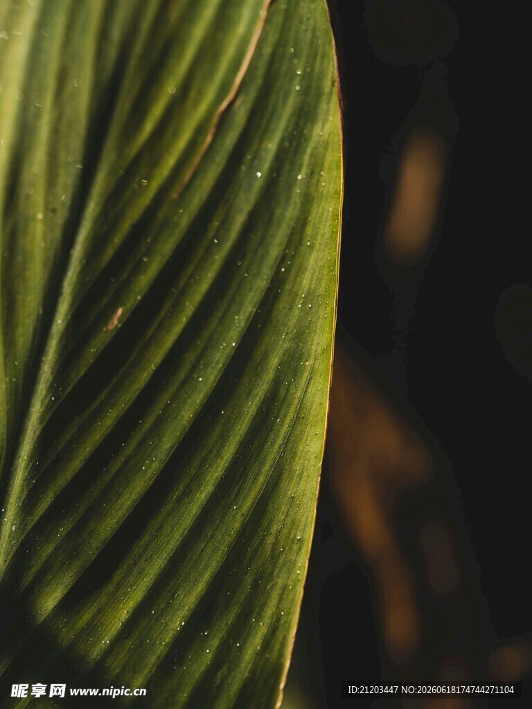 叶脉特写的翠绿叶片