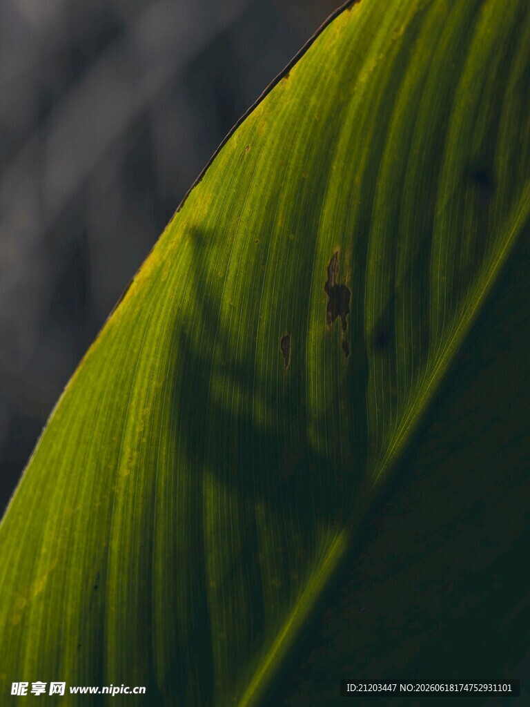 翠绿叶片特写