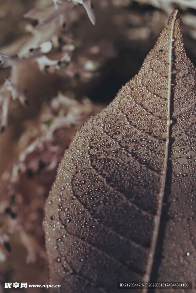 干枯树叶特写