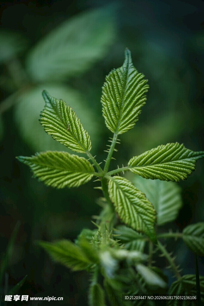嫩绿叶片的清新植物