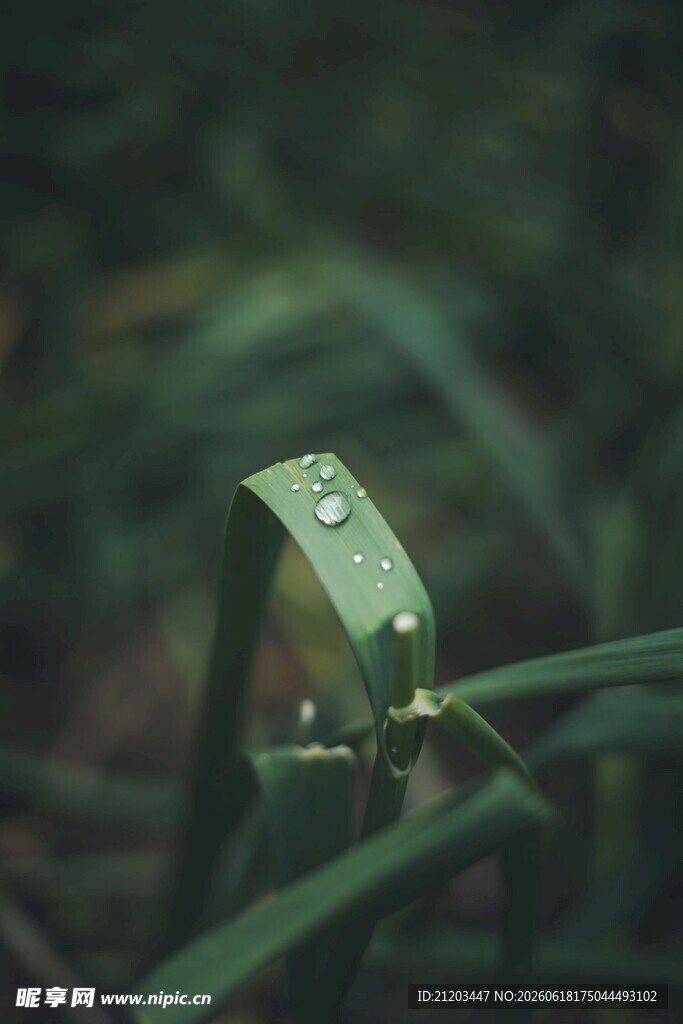 带露绿叶尽显自然清新