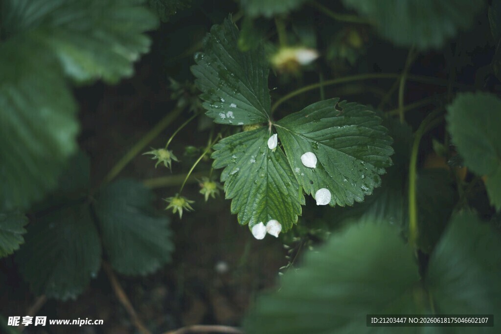 绿叶间的白色小花