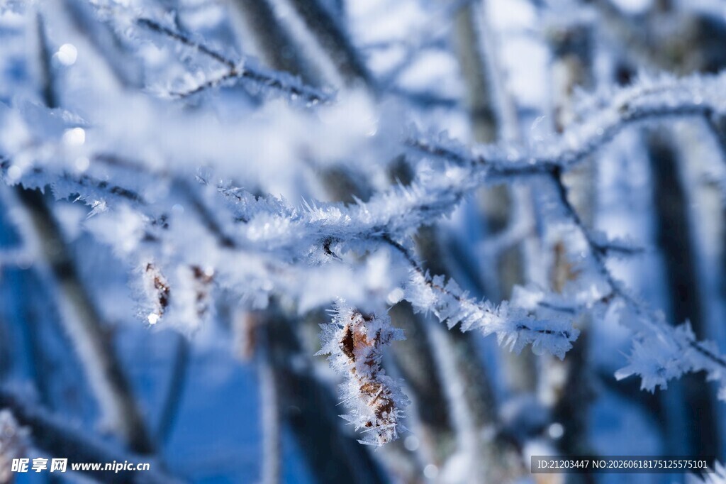 冬日枝头覆雪美景