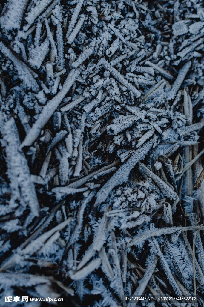 覆雪树枝特写