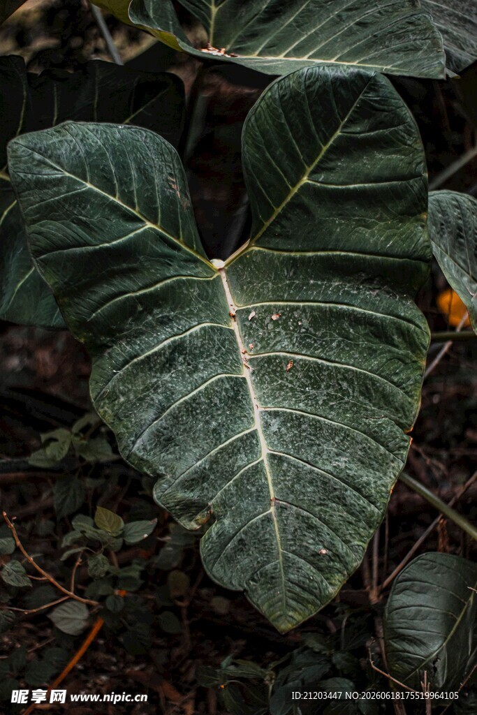 心形叶片的独特绿植