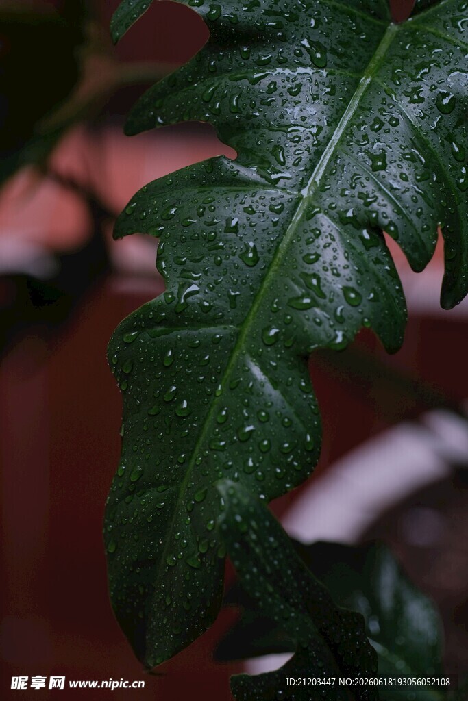 带水珠的翠绿叶片