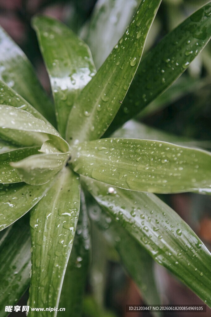 带水珠的翠绿植物叶片