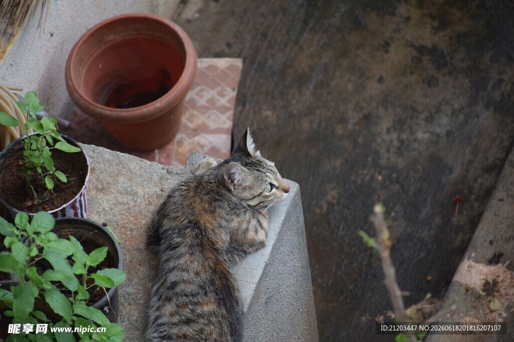 猫咪趴窗台绿植陶罐相伴