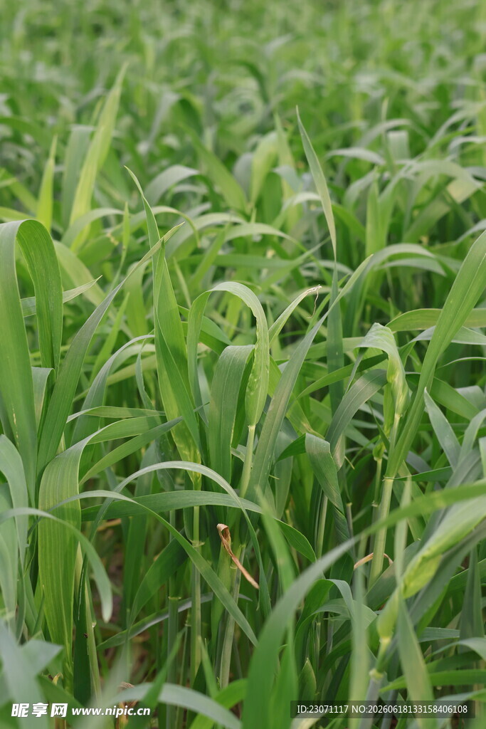 翠绿麦田