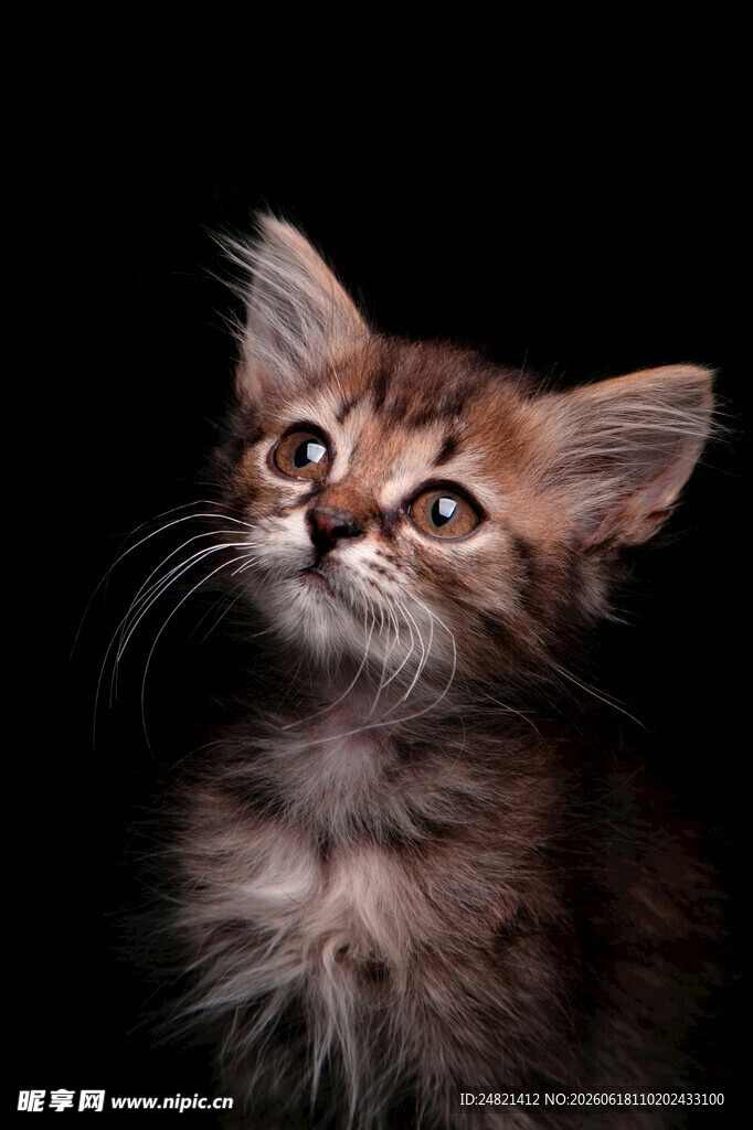 可爱小猫抬头望