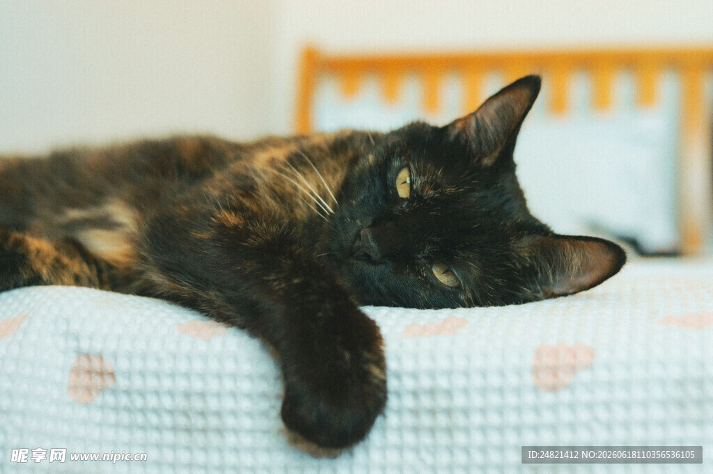 慵懒黑猫惬意趴在床上