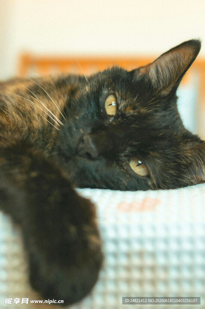 慵懒猫咪惬意趴卧