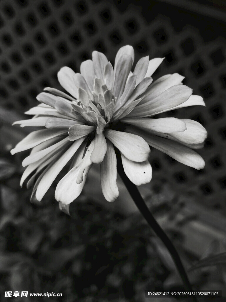 黑白单朵雏菊特写