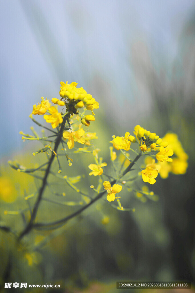 绽放的黄色油菜花枝