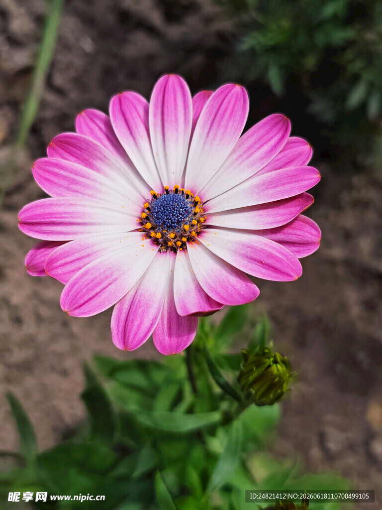 粉色雏菊特写