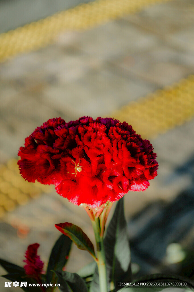 艳丽鸡冠花特写