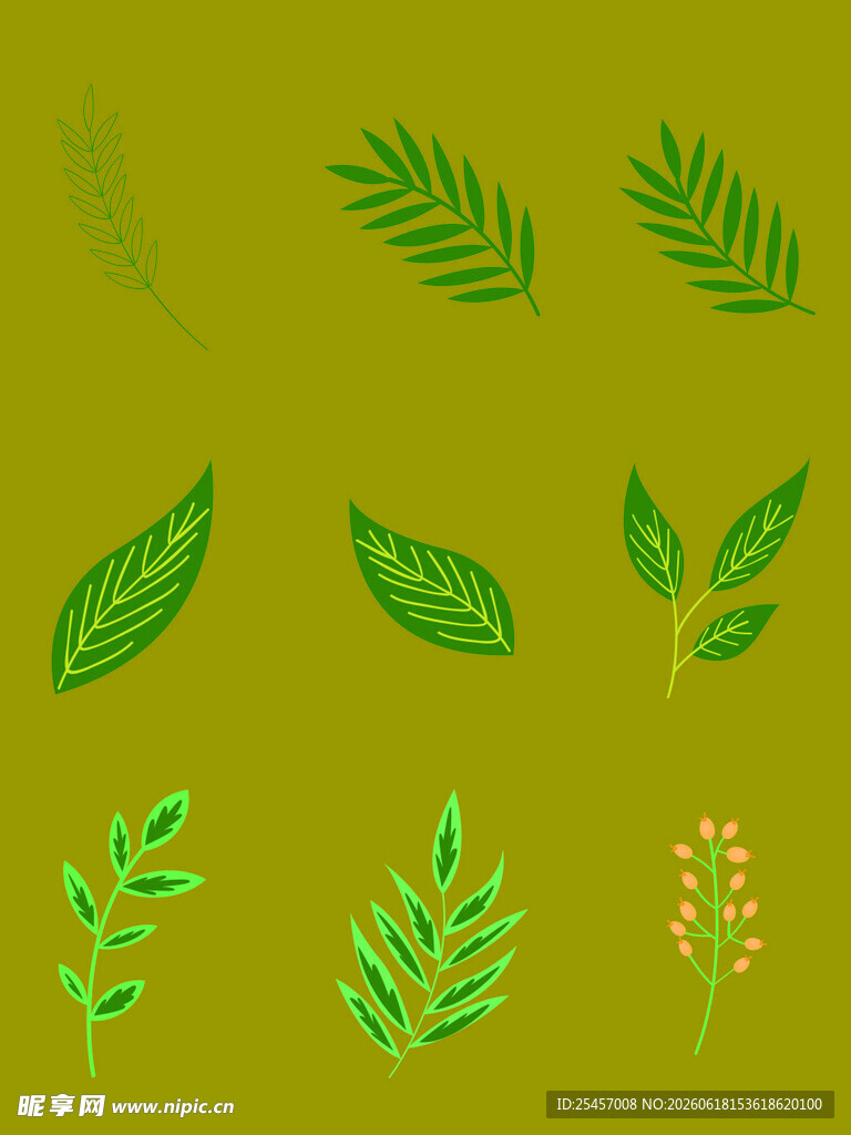 叶片植物