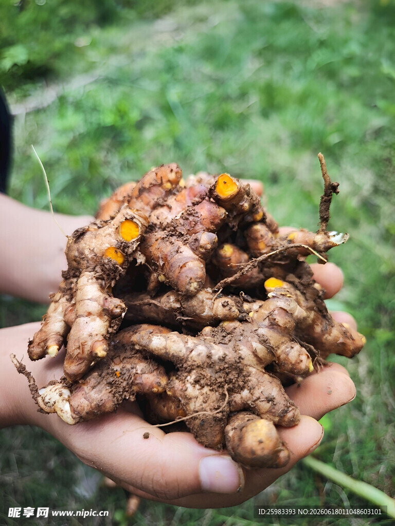 姜黄栽培