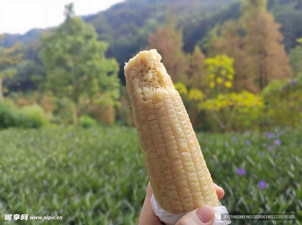 煮玉米