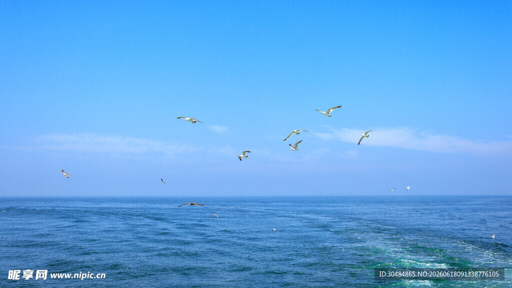 海空飞鸟伴碧波