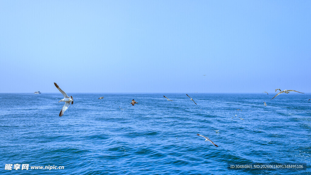 海面上飞翔的白色海鸥
