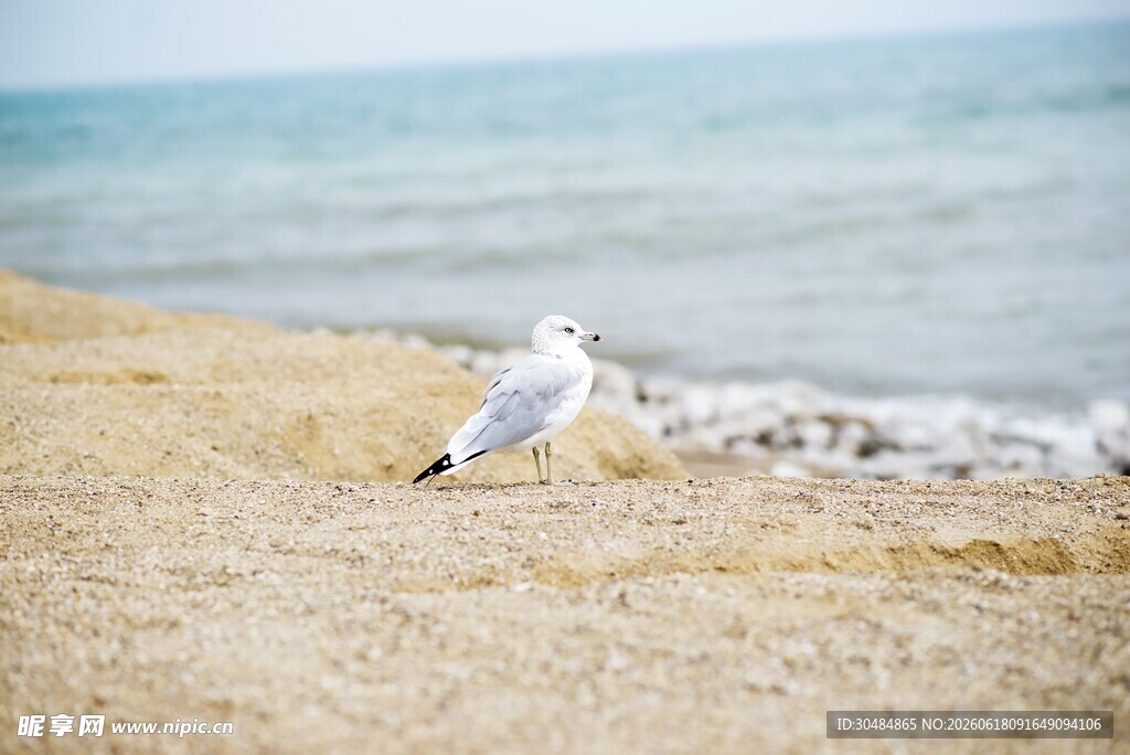 海边独栖的海鸥