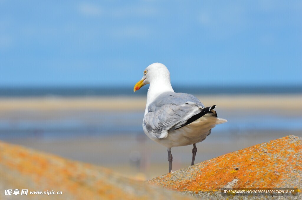 海边独立海鸥