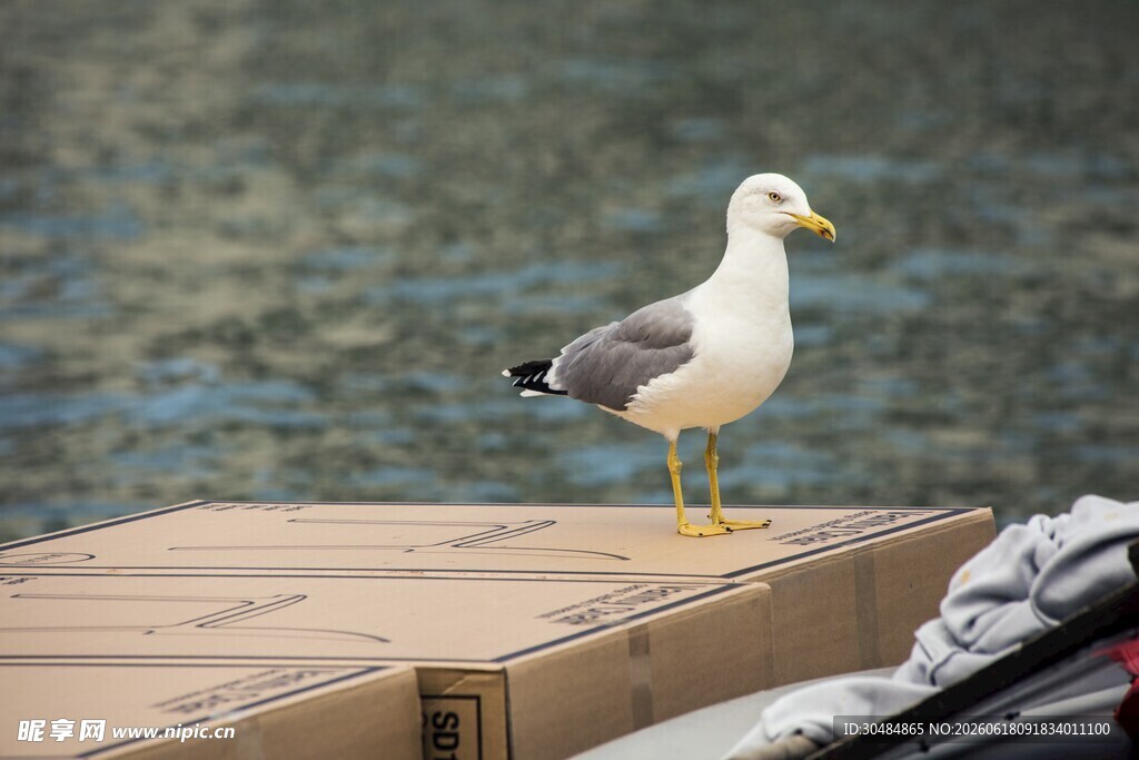 码头边站立的海鸥