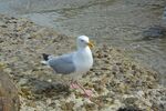 海滩上的海鸥