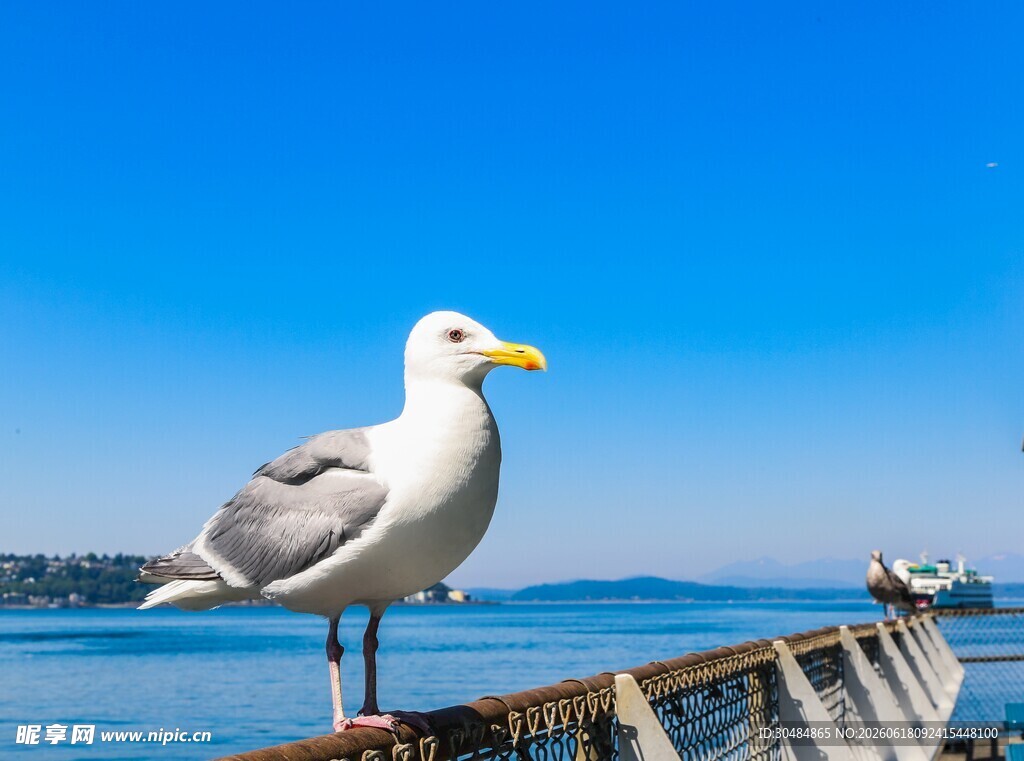 海鸥
