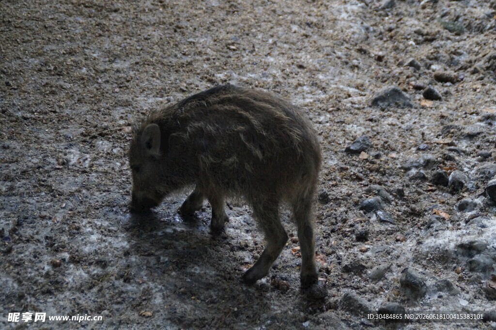 野外觅食的野猪