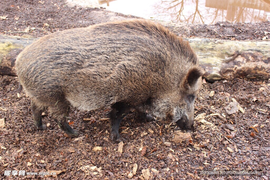 野外觅食的野猪