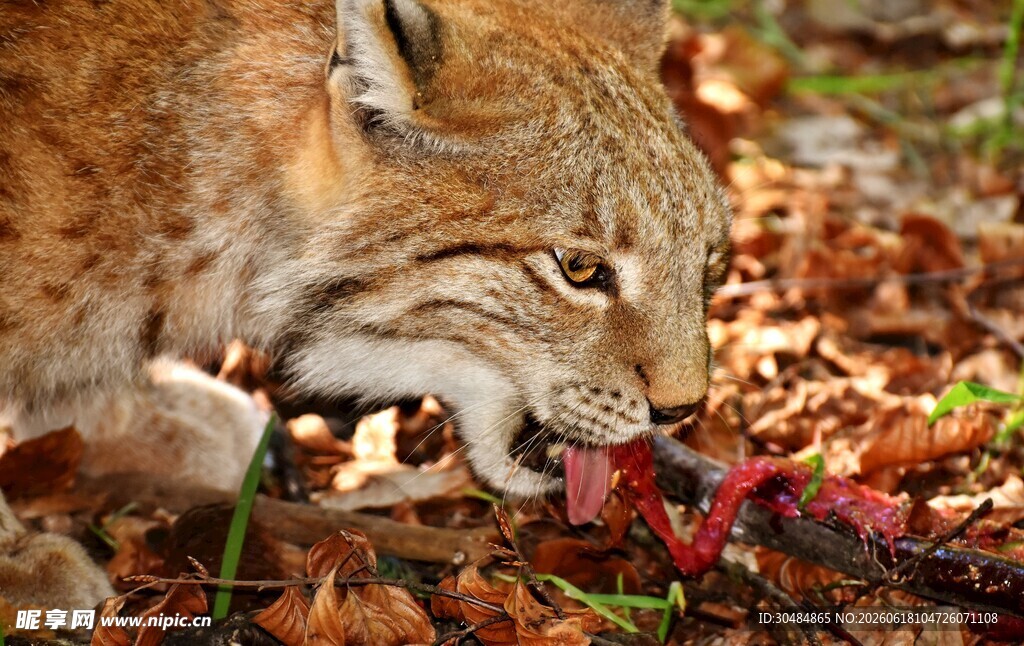 山猫进食瞬间