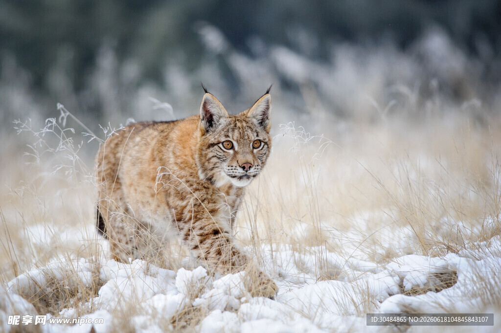 雪地中行走的山猫
