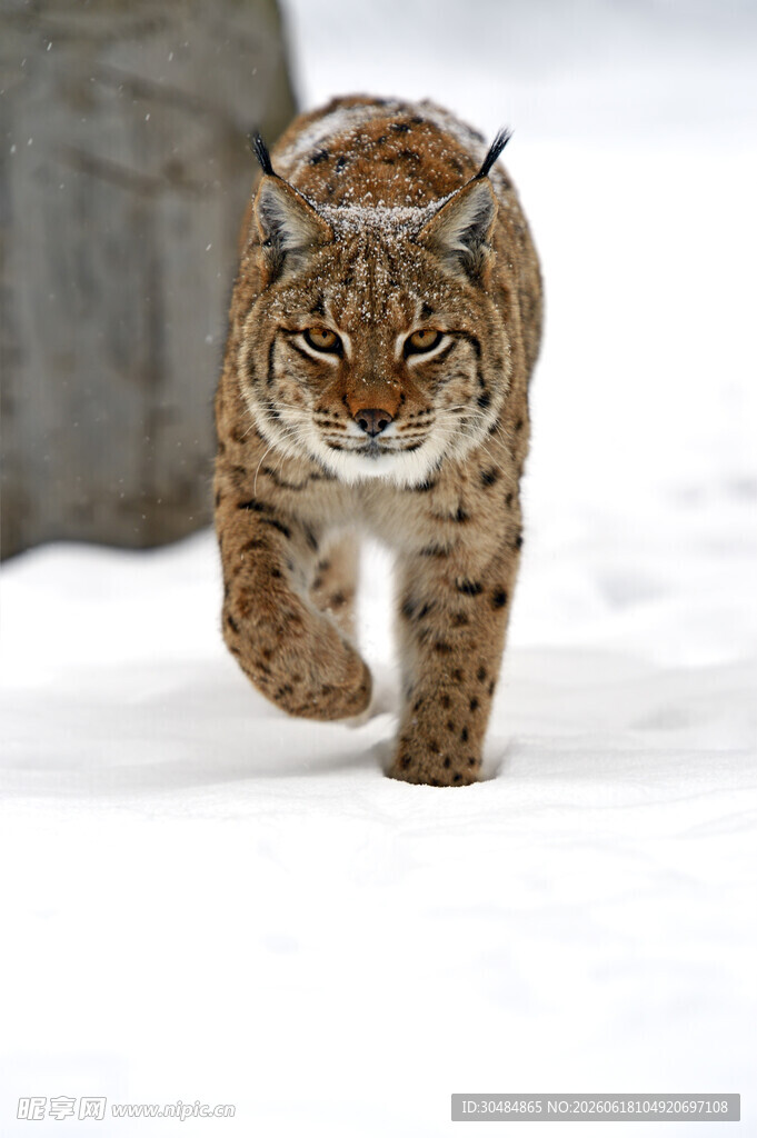 雪地中行走的山猫