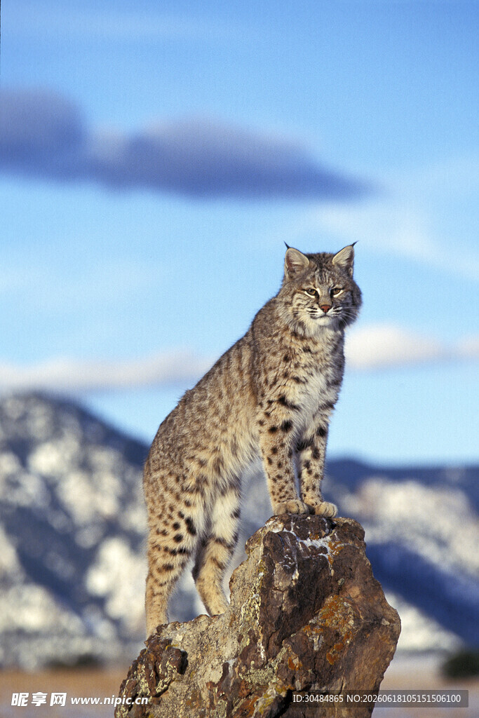 岩石上的山猫