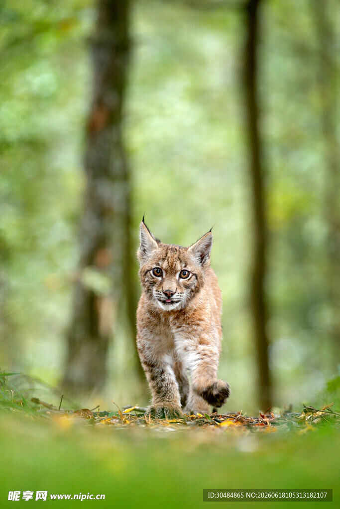 林间行走的猞猁