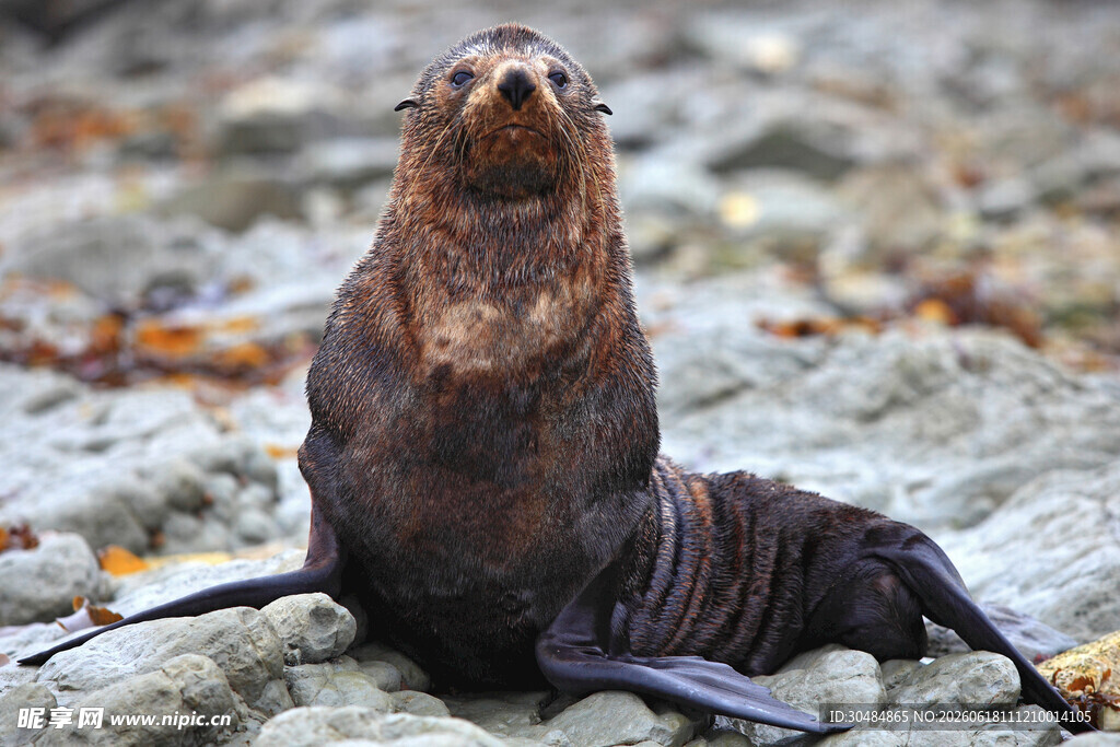 海滩上的海狮