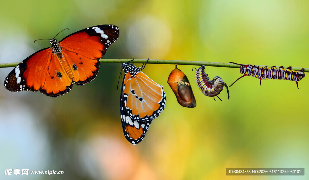 蝴蝶破茧瞬间