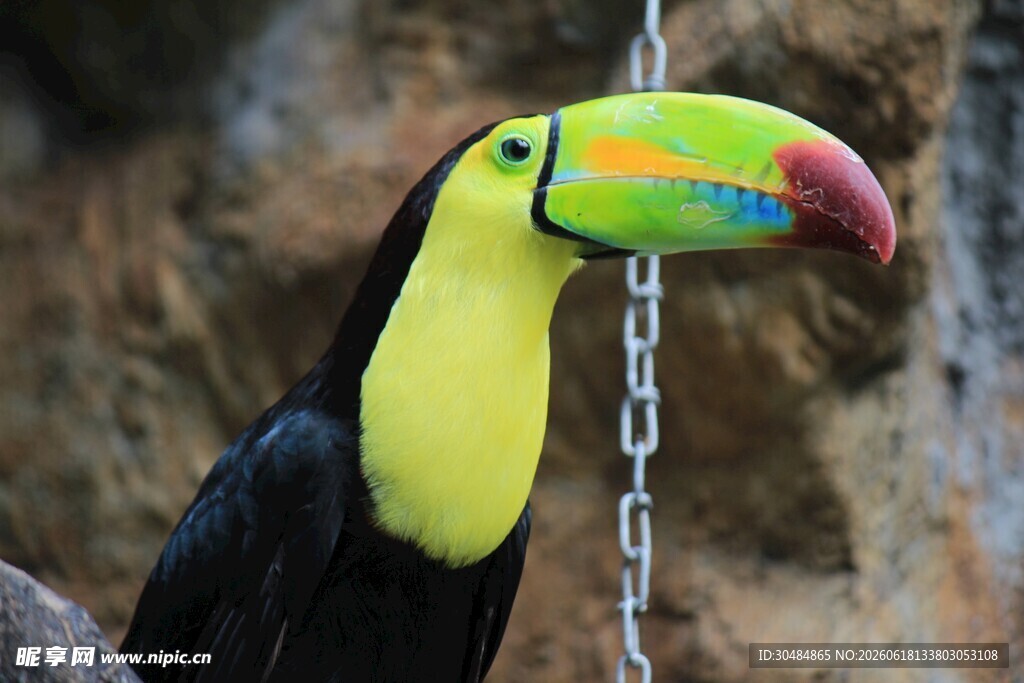多彩巨嘴鸟特写