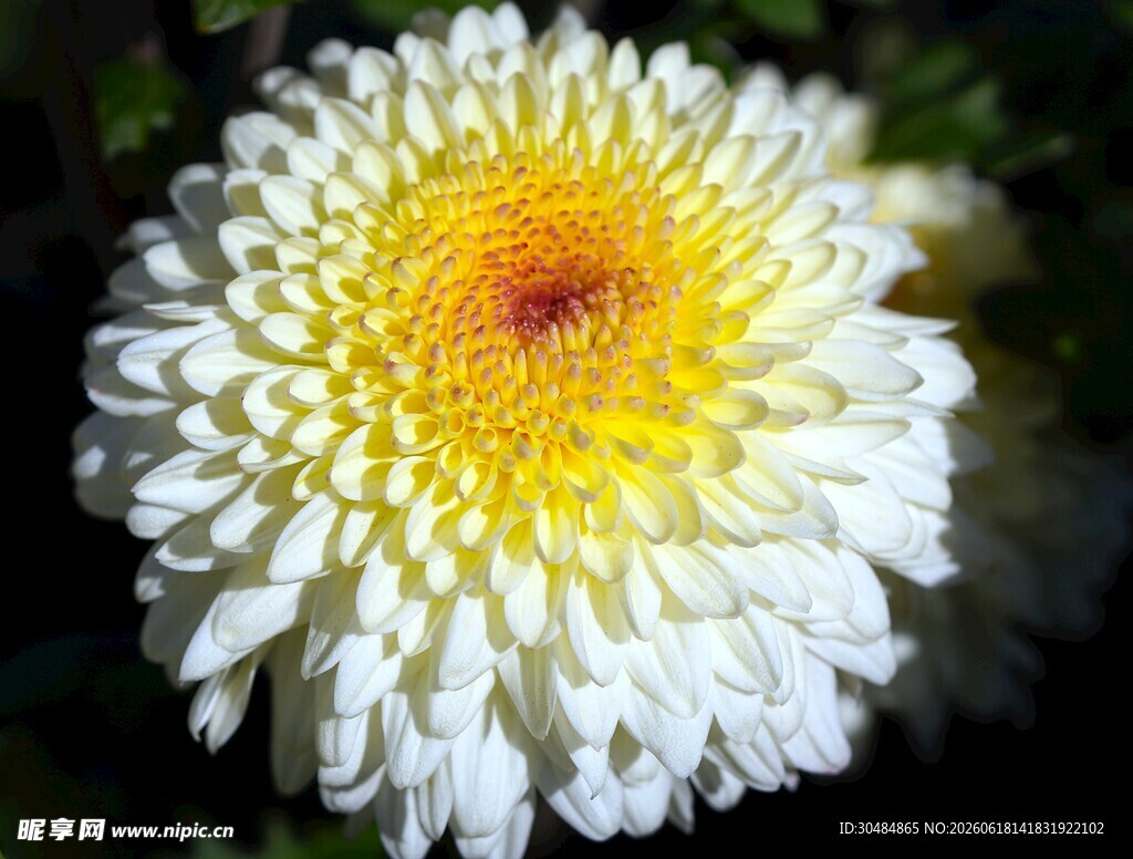 白色菊花