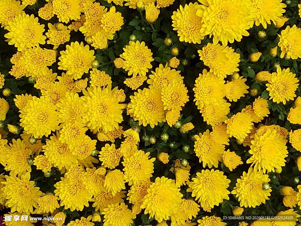 金黄灿烂的菊花花海