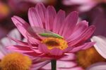 粉色菊花