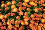 橙色菊花绽放