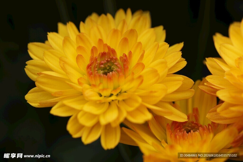 黄色菊花特写