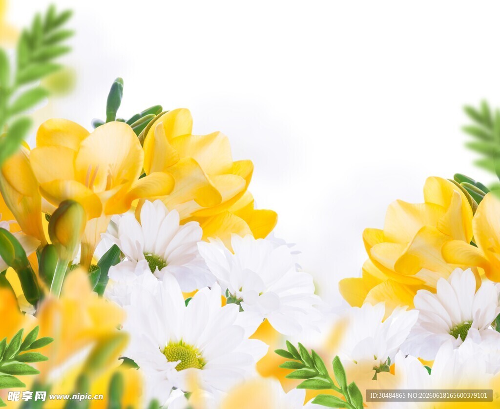 黄白菊花特写