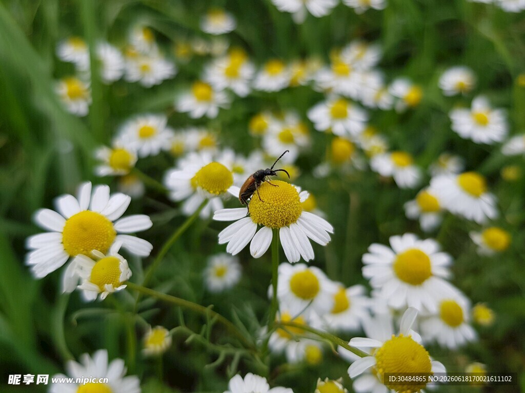 小雏菊绽放于绿色草地