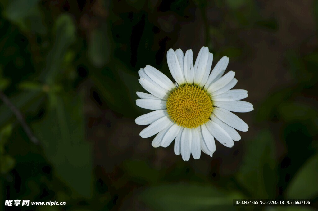 白色雏菊特写