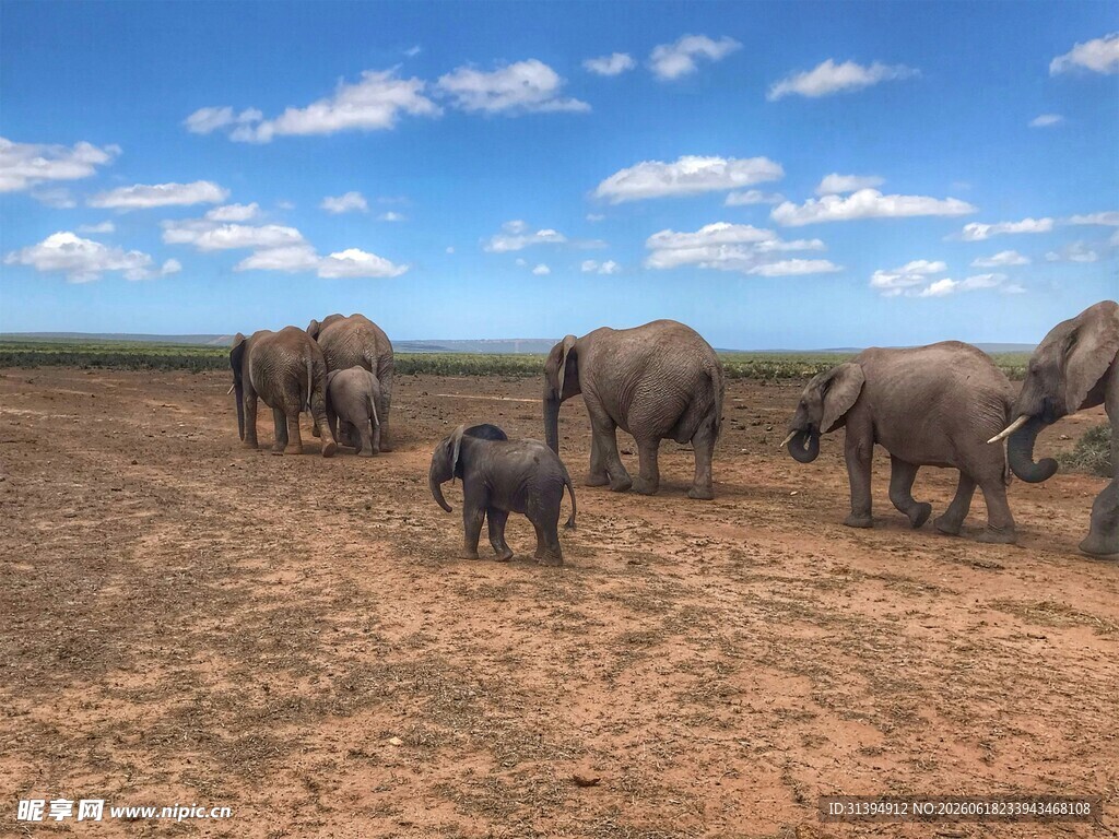 草原上漫步的大象家族